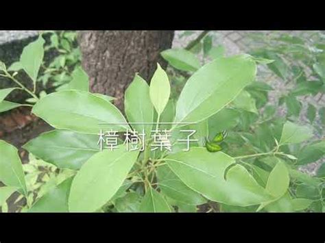 樟樹種植|樟樹的栽培照護方法